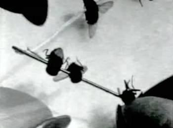 Bigas Luna, Necklace of Flies (Collar de Moscas), 2002, video
